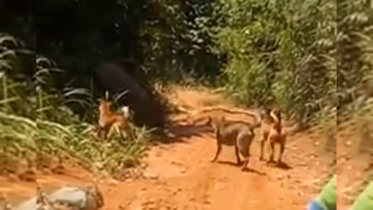 BABI SUSAH DIROBOHKAN....ANJINGNYA HANYA 3 EKOR...(PORBI SUMBAR)