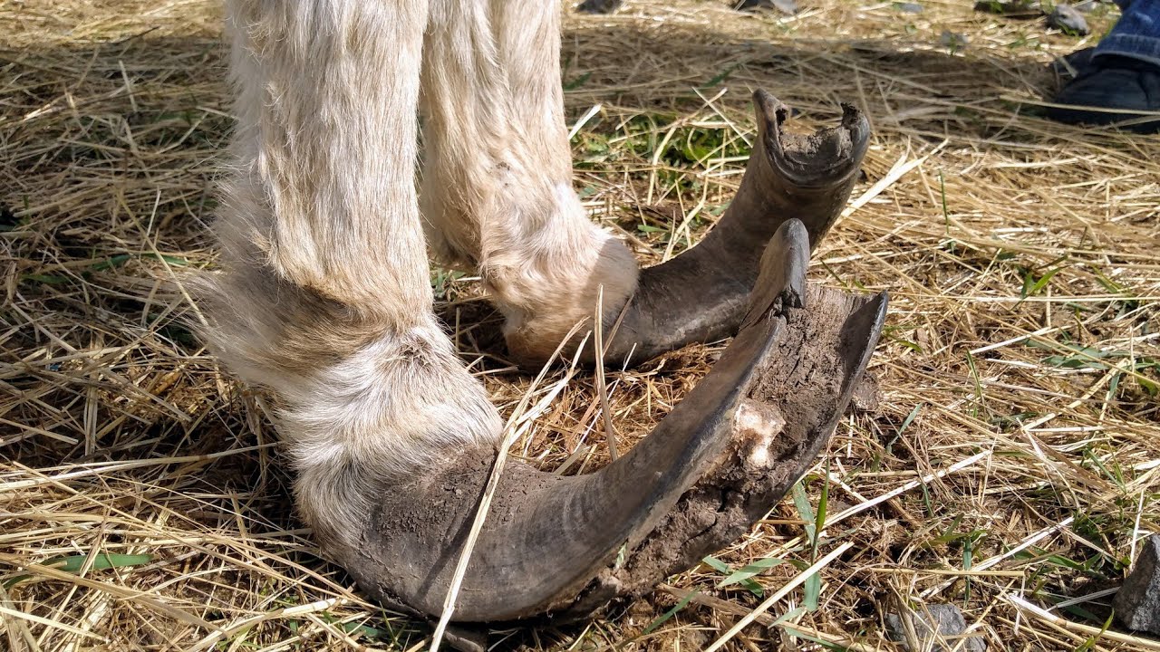 Rescue Donkey with Overgrown Hooves gets Pedicure [Part 1]