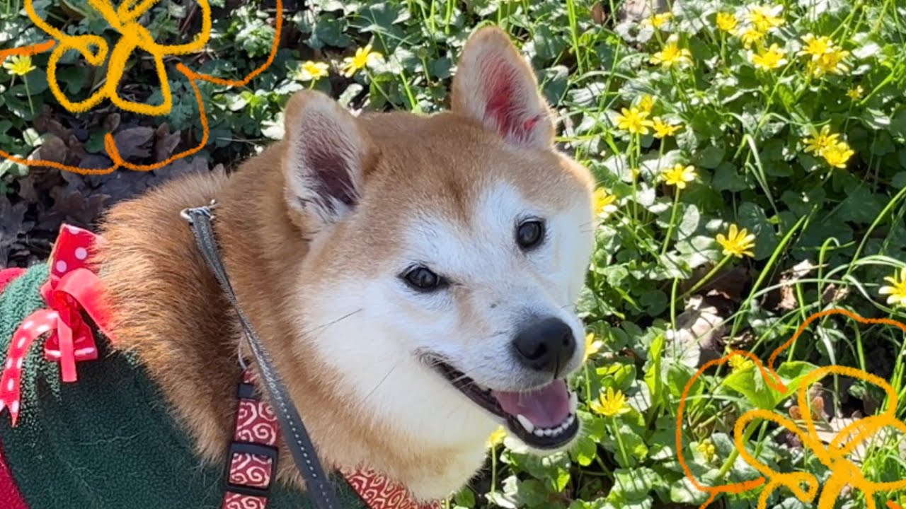 【柴犬】🌼大好きなお花散歩が来て嬉しいね🌸