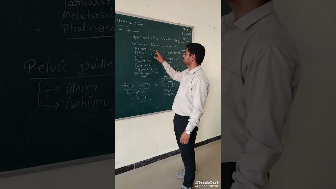 Human skeleton system 💀💀