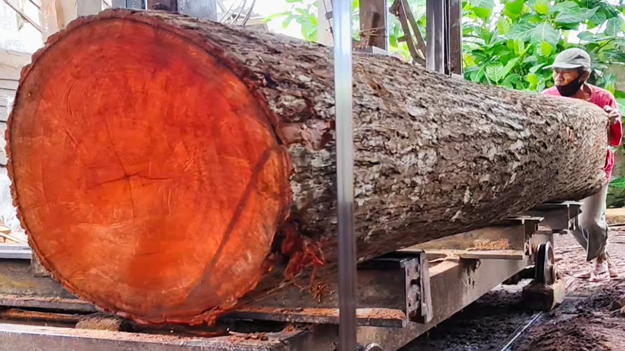 A dangerous but beautiful process 🌲sawing down a super high-quality premium mahogany tree 