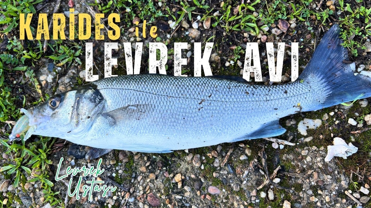 LEVREK AVINDA YENİ KARİDES !.. Keyifli Bir Balık Av Günü - Atçek Spin Lrf Levrek Sahteleri