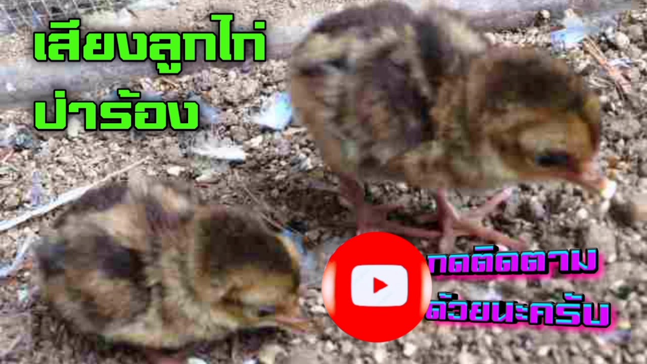 เสียงลูกไก่ป่าร้องสำหรับต่อแม่ไก่ป่า