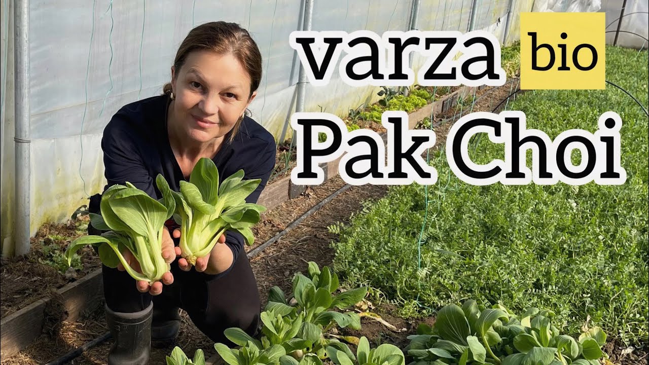 Poti manca toata iarna varza Pak Choi proaspata!  Secretele cultivarii acestei legume de top