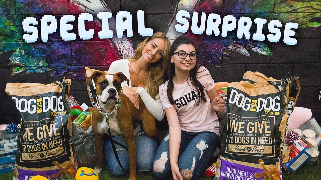 BOXER RESCUE w/ BRYANA HOLLY