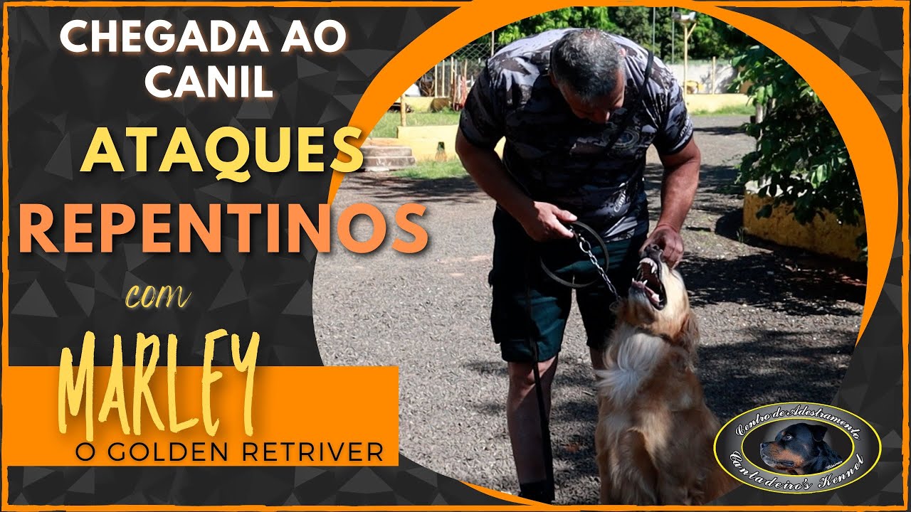 OQUE LEVA UM GOLDEN RETRIEVER ATACAR - Marley