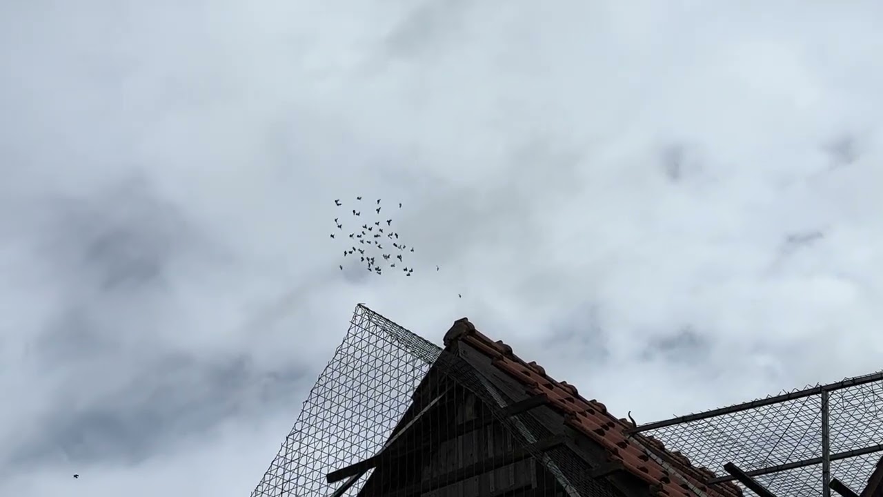Wiener Hochflugtauben und Angriff eines Wanderfalken bei Gerhard Krapf 7.10.2023