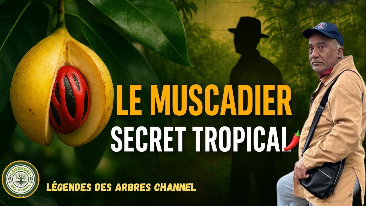 Le Mystère du Muscadier en Martinique