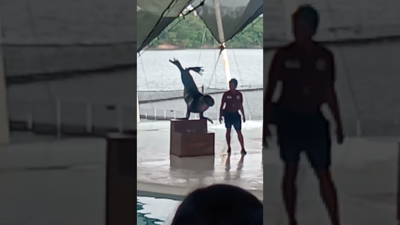 Sea Lion Show 🦭