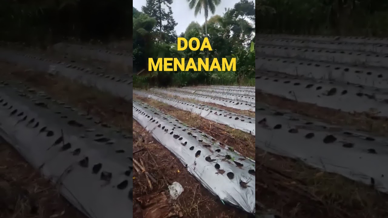 DOA MENANAM #cabe #lebatbuah