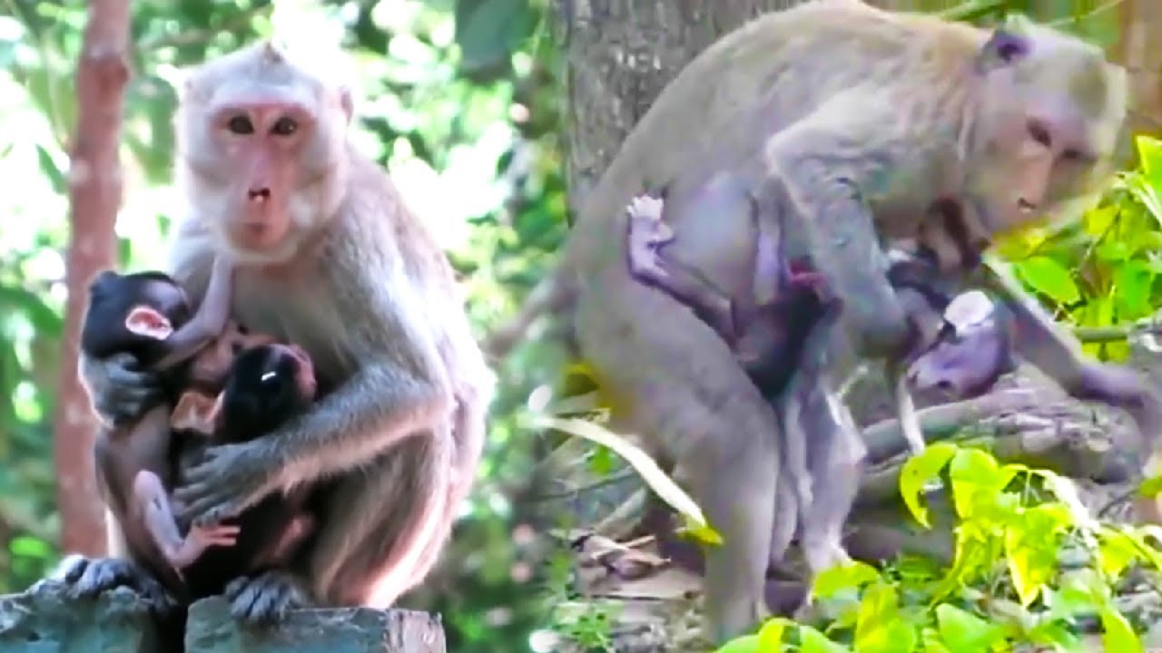 Mother monkey is taking care of three baby monkeys, It's really hard