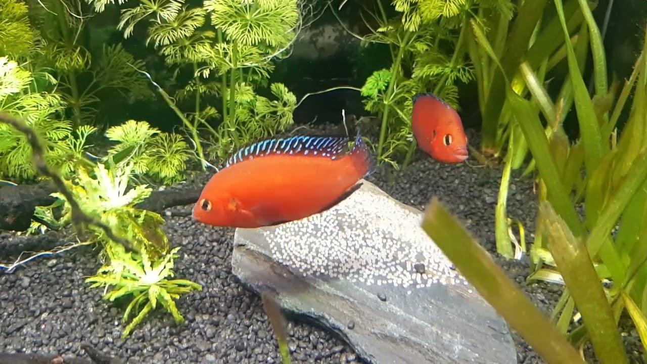 Hemichromis Exsul - guarding the roe