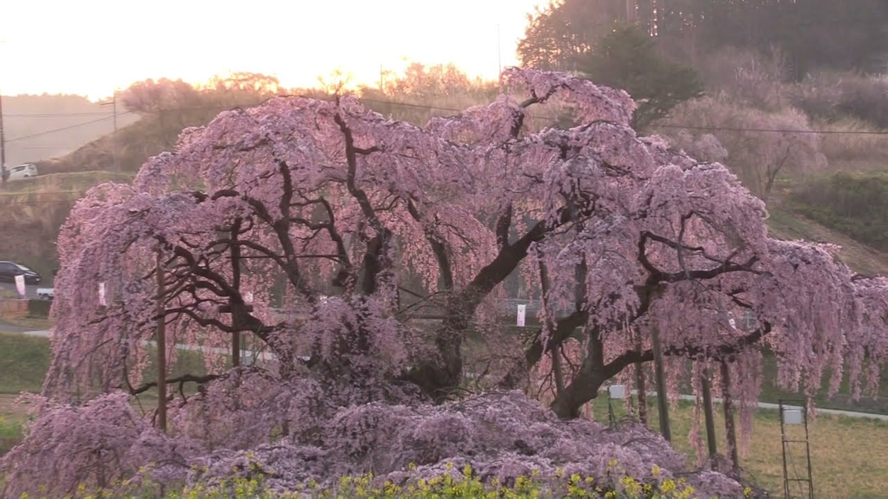 たっぷり見れます 三春滝桜　2022（日本三大桜）