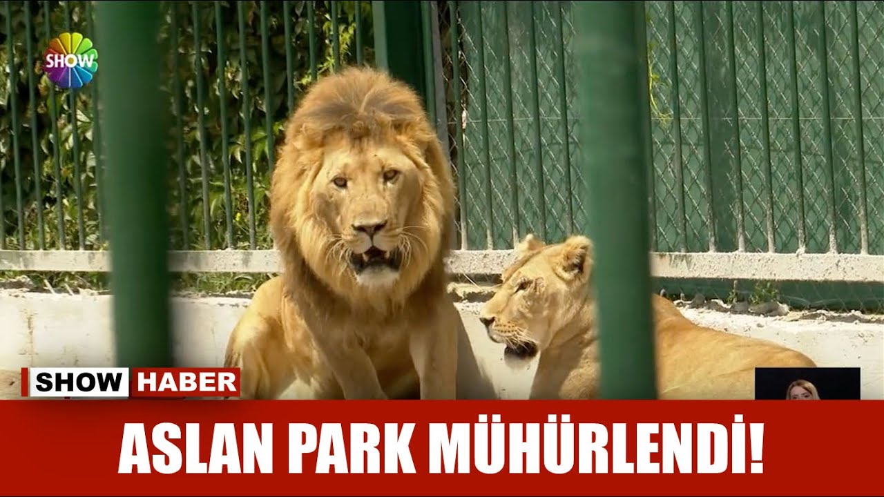 Aslan park mühürlendi!