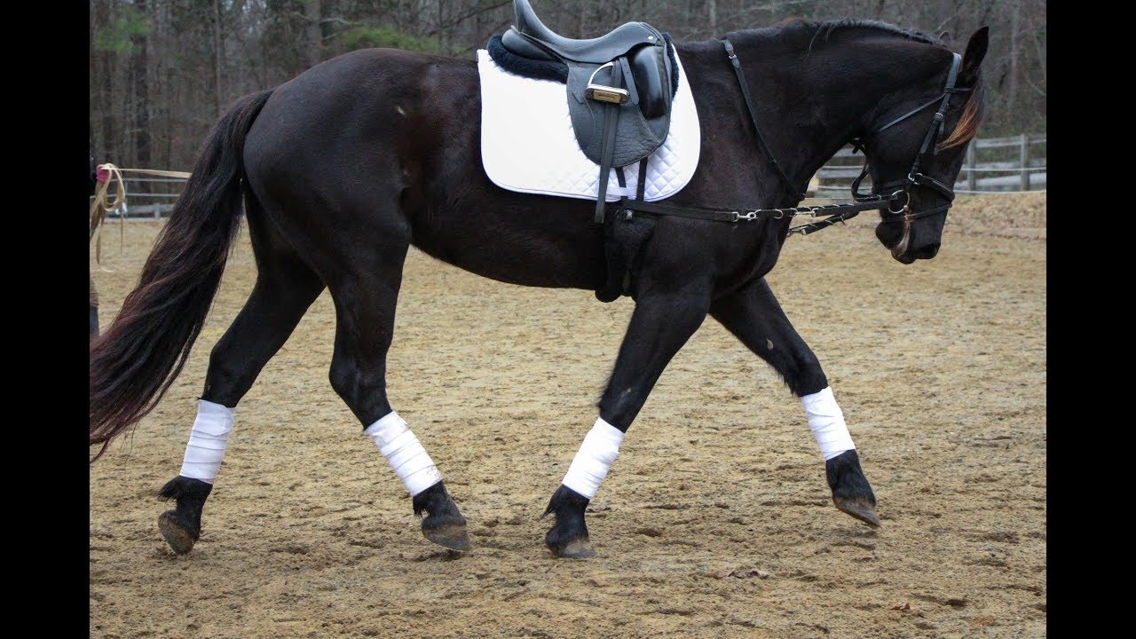 The difference between YOU and SIDE REINS