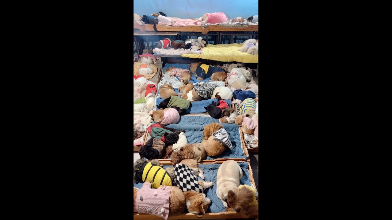 😢😢😢Provide a warm home, food and shelter for stray dogs 떠돌아다니는 개에게 집과 음식, 숙소를 따뜻하게 해주는 것