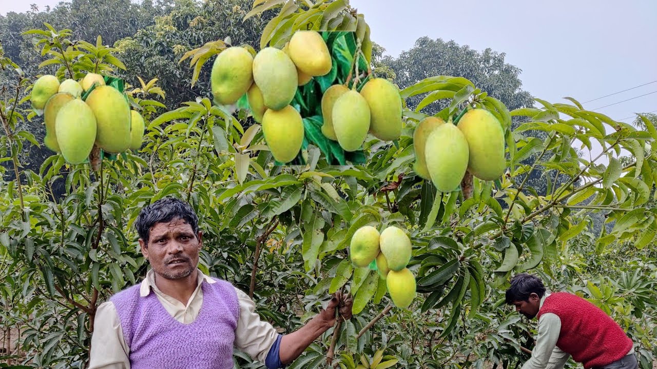 धर्मवीर माली ने बता दिया आम का नर्सरी सीक्रेट चुपके से