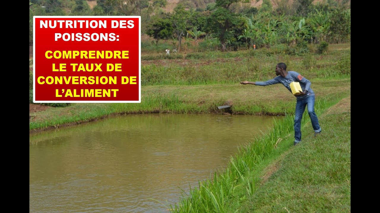 Nutrition des poissons: comprendre le taux de conversion de l'aliment