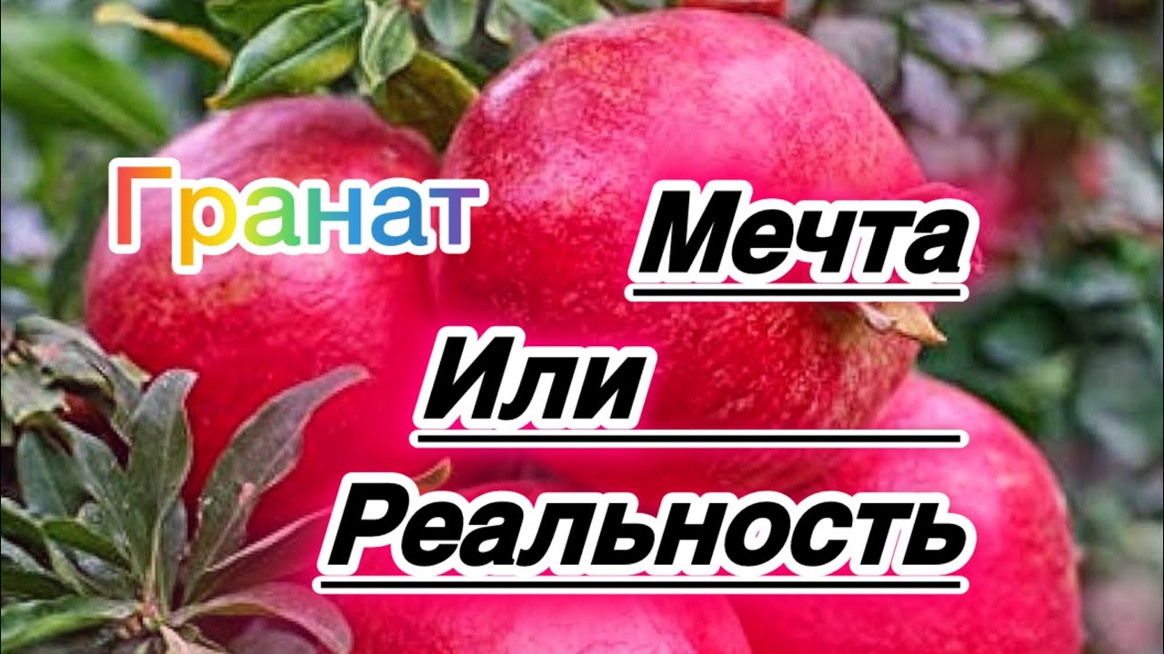 Гранат в открытом грунте.Секреты правильного ухода.
