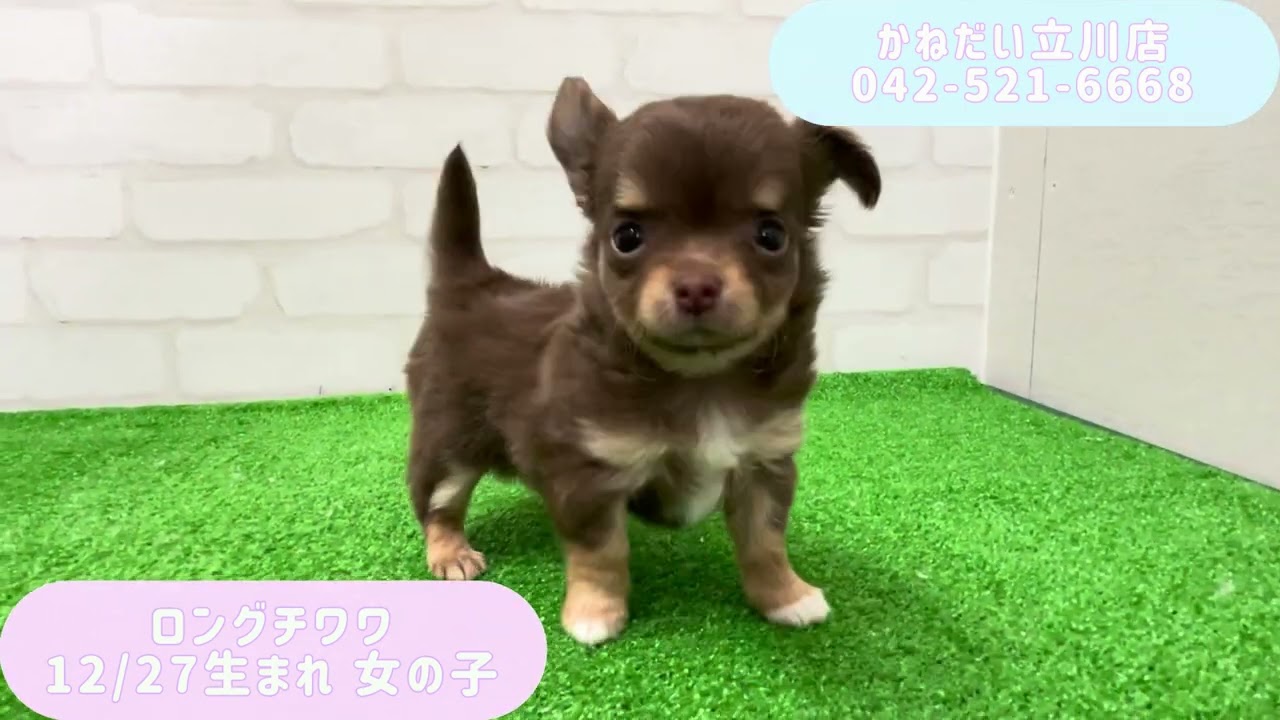 ロングチワワ  12/27生まれ  女の子