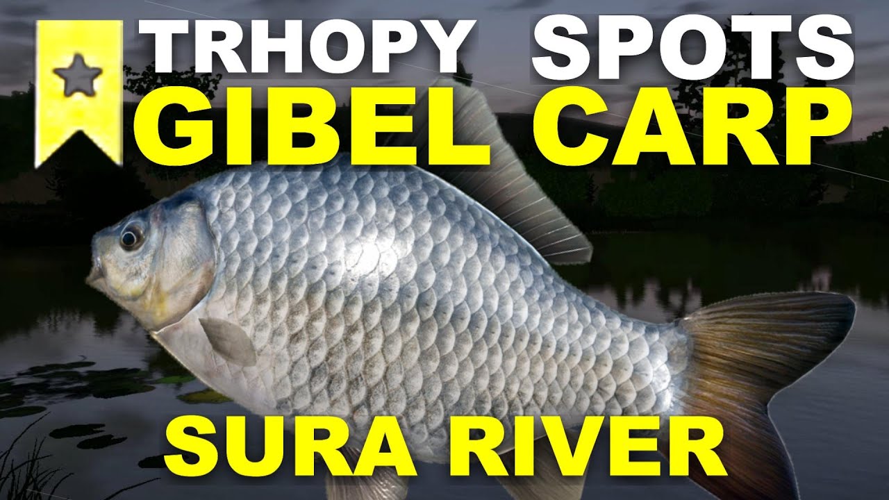 Russian Fishing 4 TROPHY GIBEL CARP SPOTS Sura River