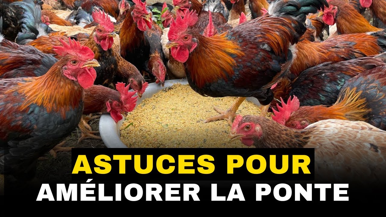 Voici 4 astuces pour améliorer la ponte chez les poules