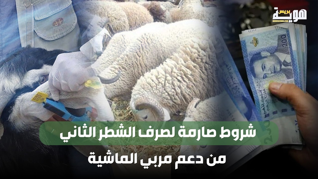 شروط صارمة لصرف الشطر الثاني من دعم مربي الماشية