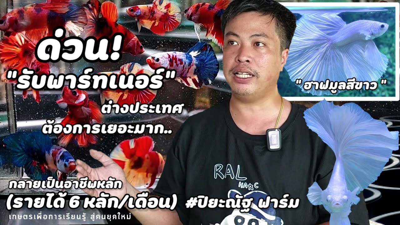 บุกฟาร์ม | ปลากัดสวยงาม(ปิยะณัฐฟาร์ม)