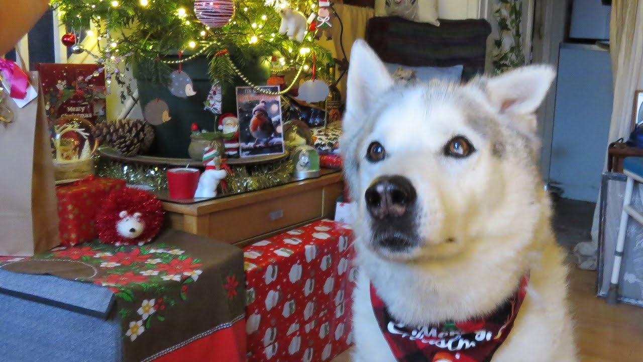 Nook's CHRISTMAS DAY ~ Impatient Husky with ATTITUDE ~ Merry Christmas all ..