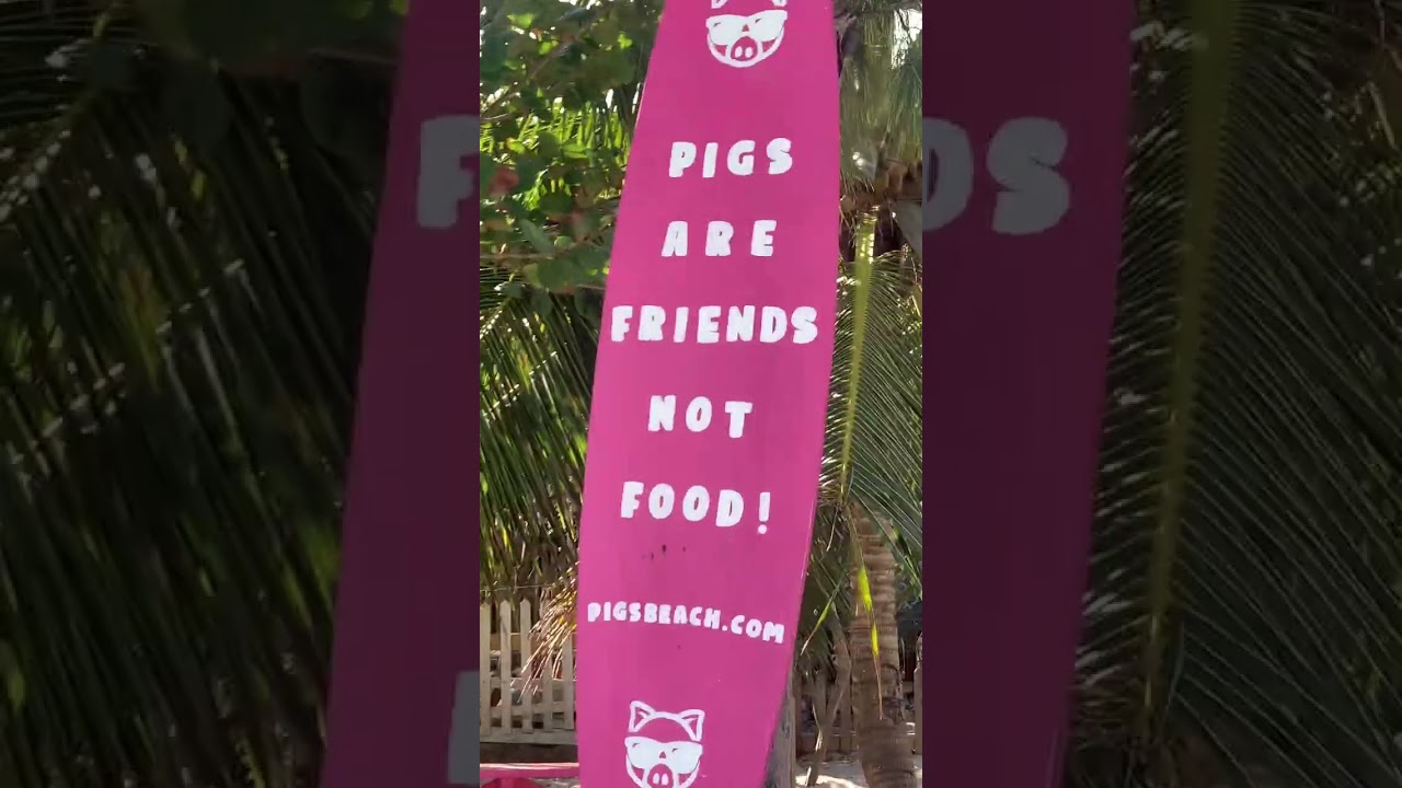 Swimming with the pigs Bhammas 