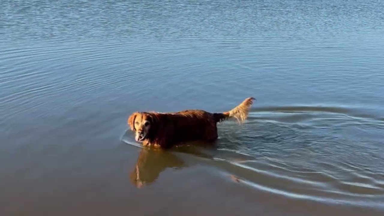 Golden Retriever finds a buffalo and an armadillo
