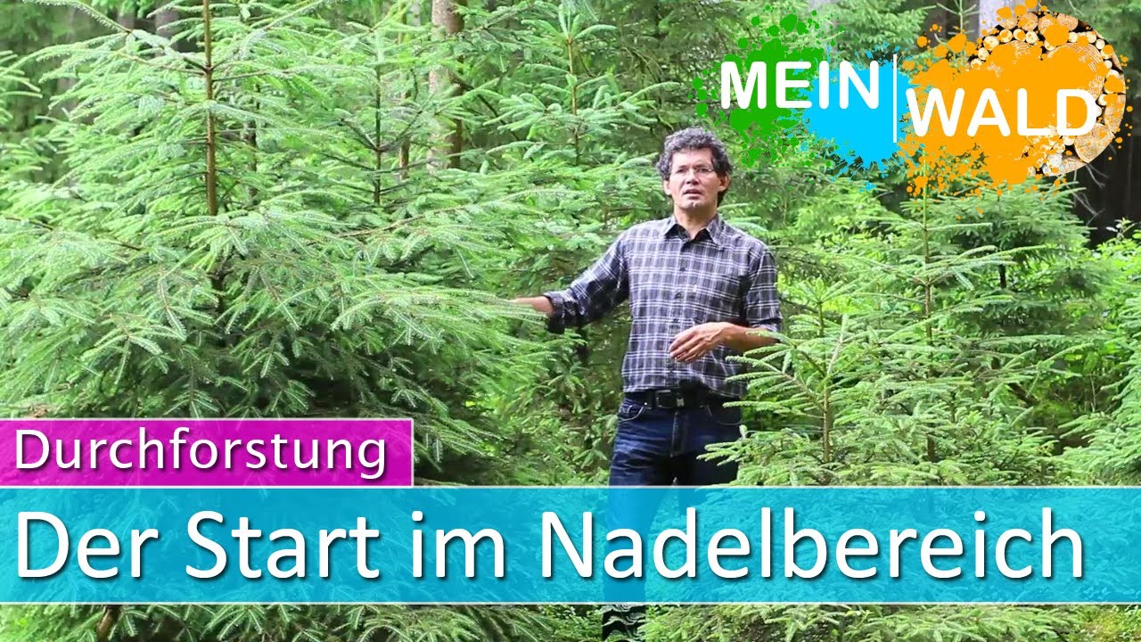 Der Start im Nadelbereich - Durchforstung #1