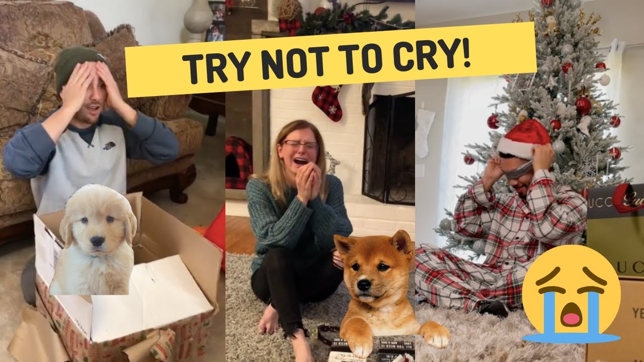 Puppy surprise Christmas 2022 🎄🐶🎅 │ Funniest animals daily