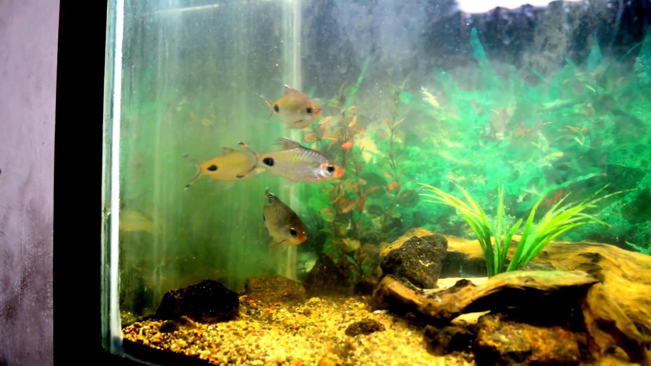 Orange chromides