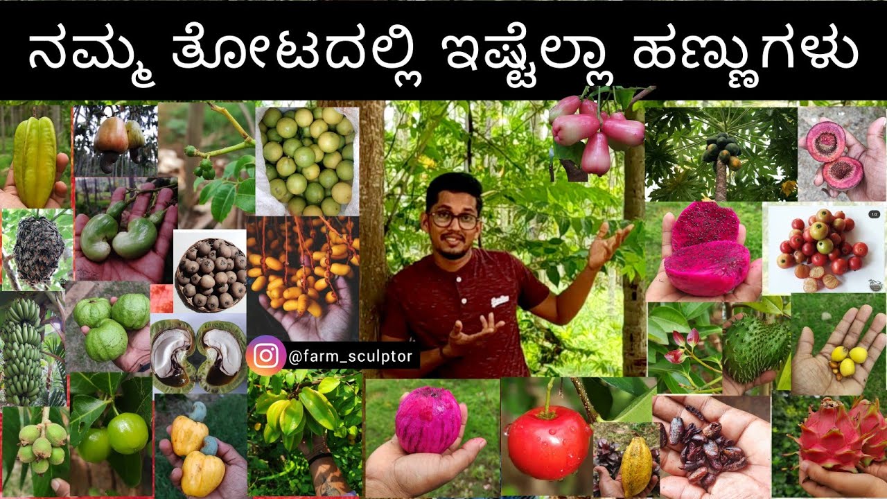 ಬನ್ನಿ ನಮ್ಮ ತೋಟ ಒಂದು round ಹಾಕಿ ಬರೋಣ | Different types of fruit plants in our farm |