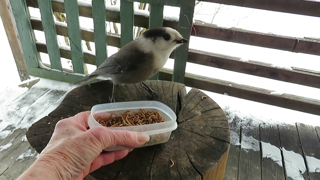 Vidéo au menu des vers de farine pour Mésangeais du Canada le 3 décembre 2025 Saint-Fabien-de-Panet