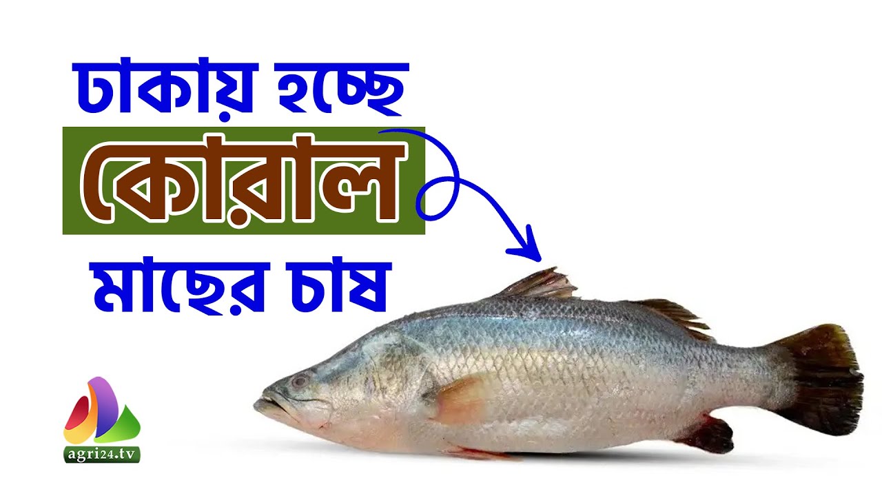 ঢাকায় হচ্ছে কোরাল মাছের চাষ
