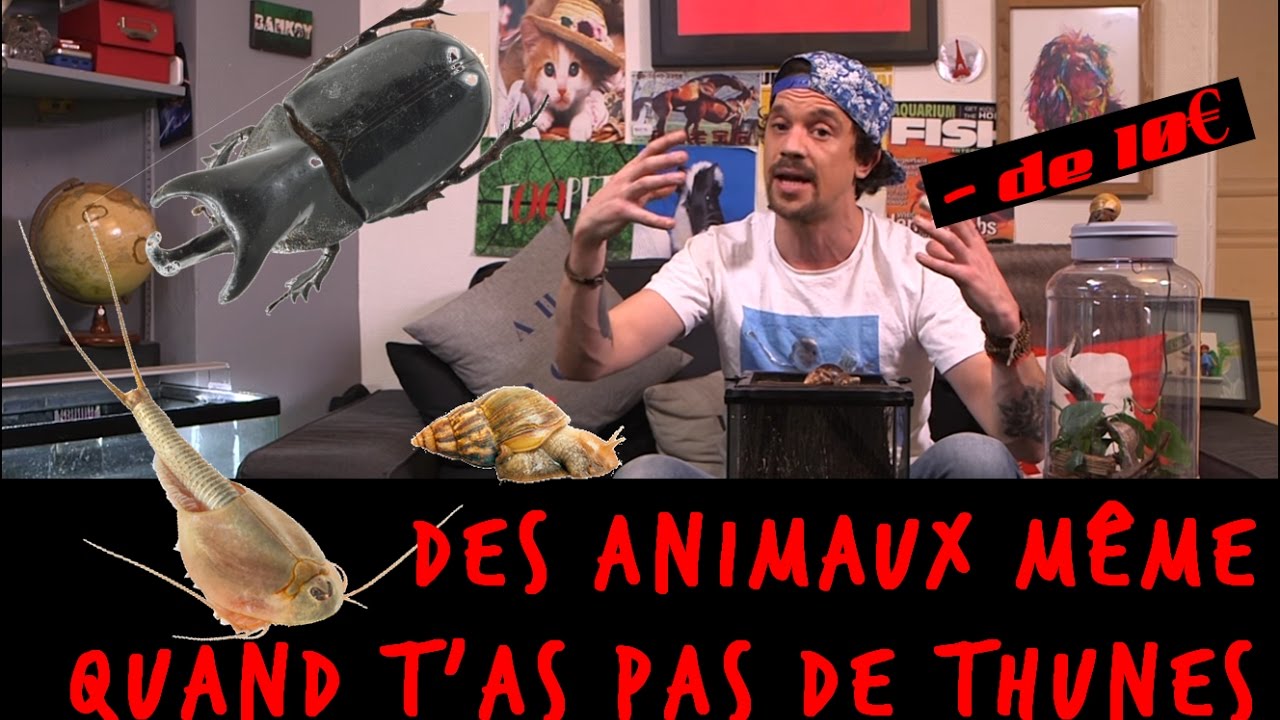 DES ANIMAUX MÊME QUAND T'AS PAS DE THUNES !!