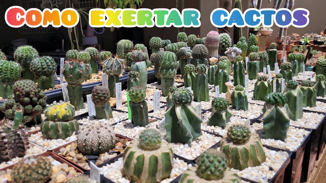 Como fazer enxertos em cactos. Tudo que você precisa saber sobre inxertia. 💚🌵