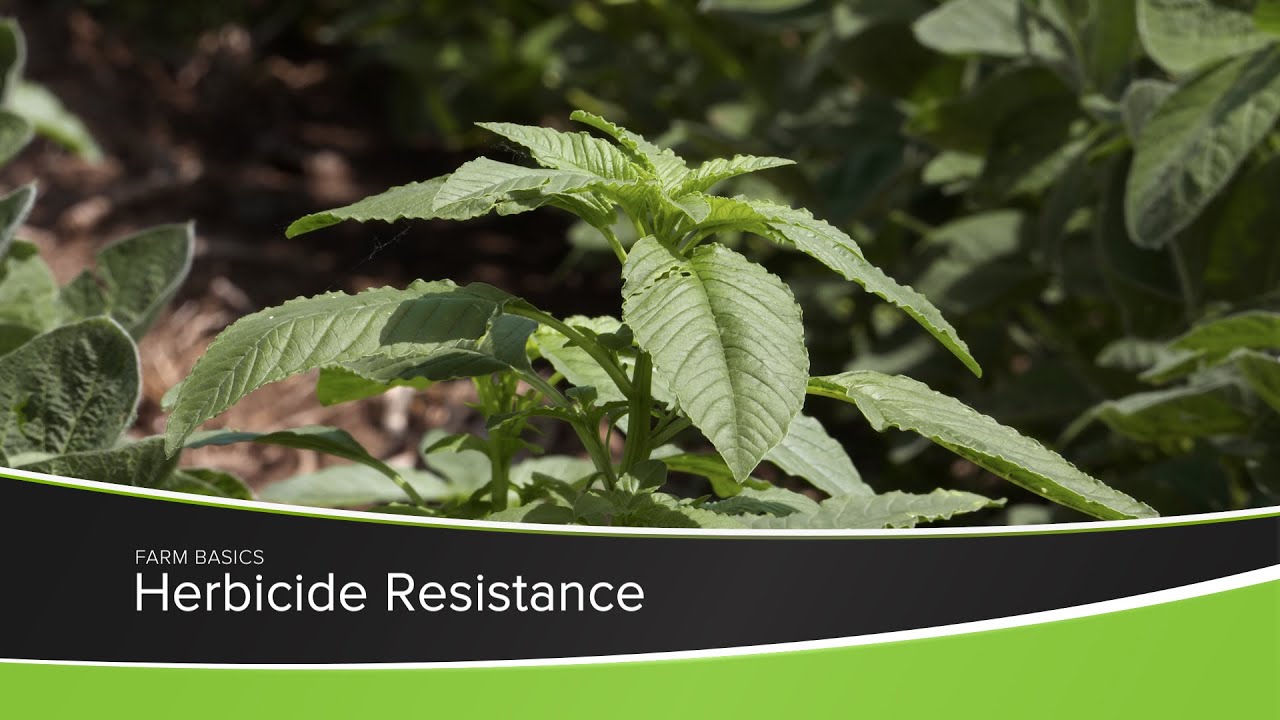 Herbicide Resistance