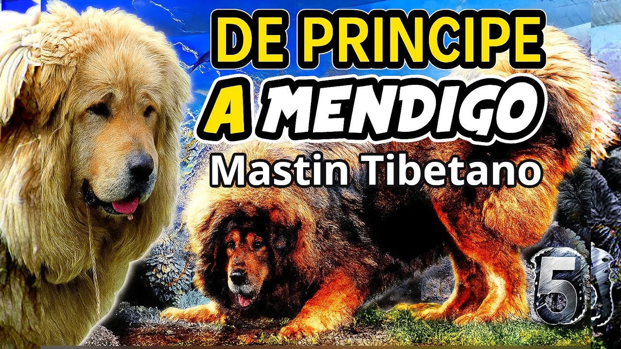 Mastín Tibetano Rescatado 🐕🔥 | Real Story of Hope & Transformation 😱