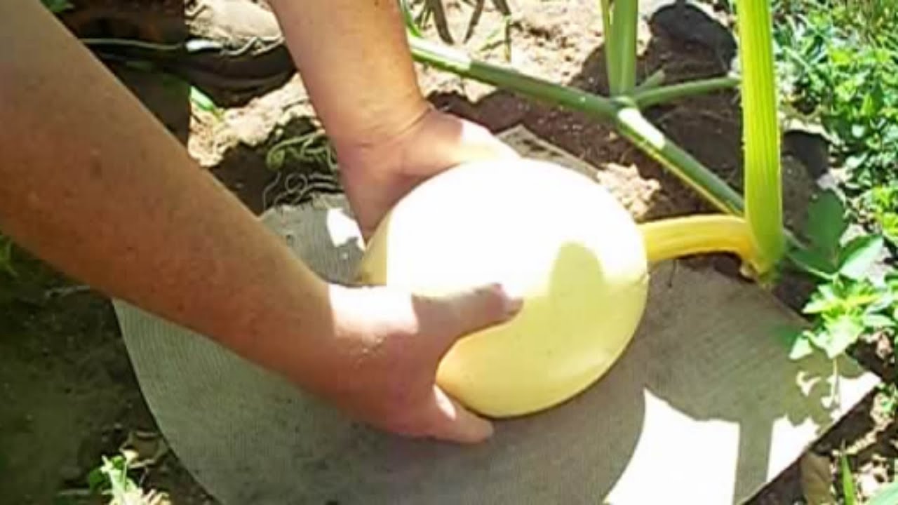 Giant Pumpkin Management