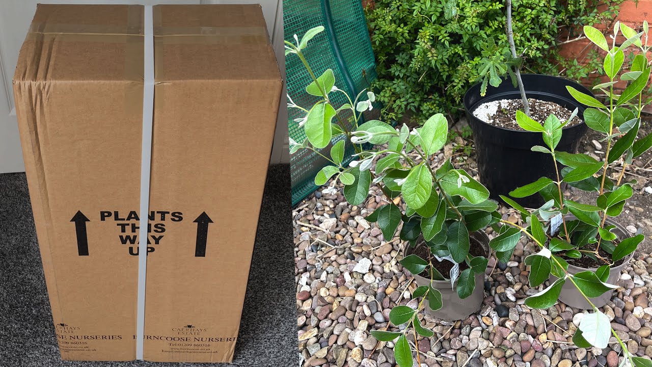 Pineapple Guava / Feijoa Unboxing 2 Named Varieties