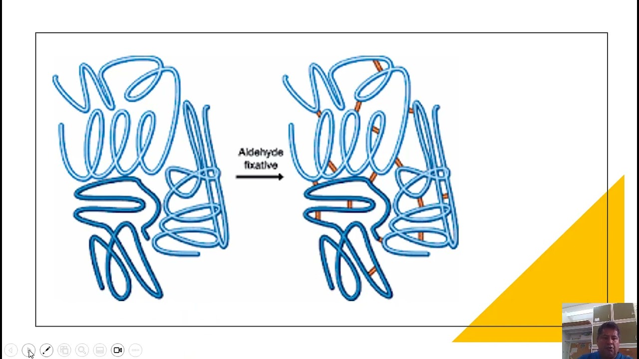 Tecnicas histologicas y tinciones