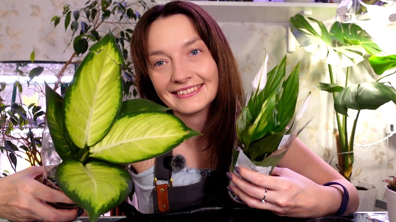 Новые растения! Будни цветовода. Пересадка новинок. Посадка семян.