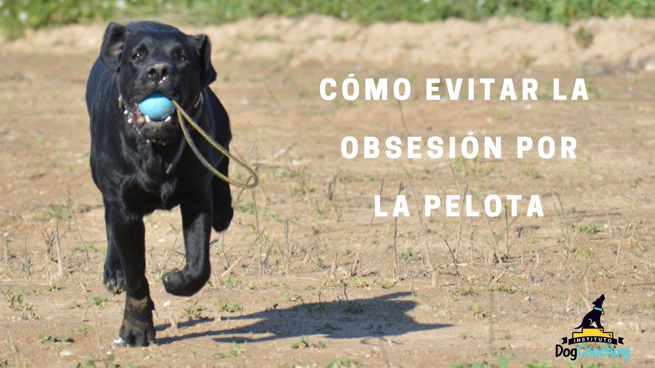 Como tratar o evitar la obsesión por la pelota en los perros
