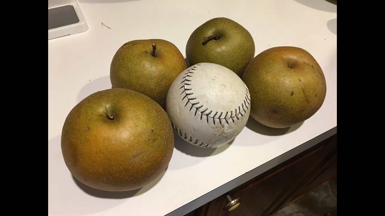 Asian Pear Korean Giant