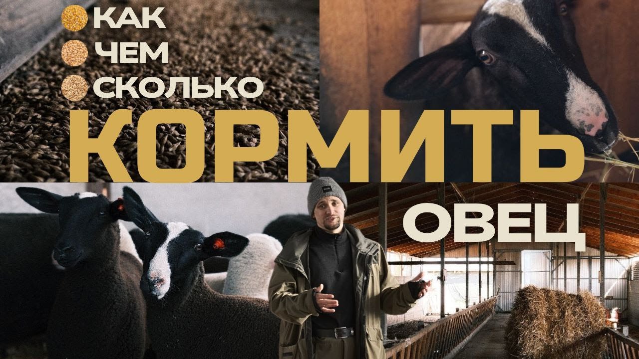 Как кормить овец, чтобы был результат: мой рабочий рацион