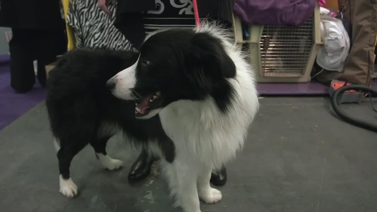 Is a Border Collie the Right Dog Breed for You?