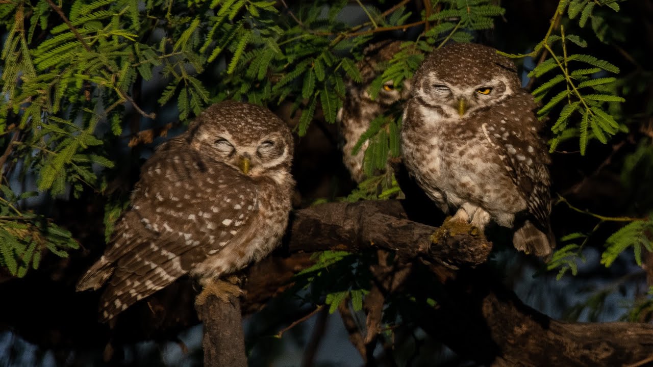 Jungle Owlets Sibling: Jungle Owlets Manicuring Each Other | Rare Wildlife Bonding Moment